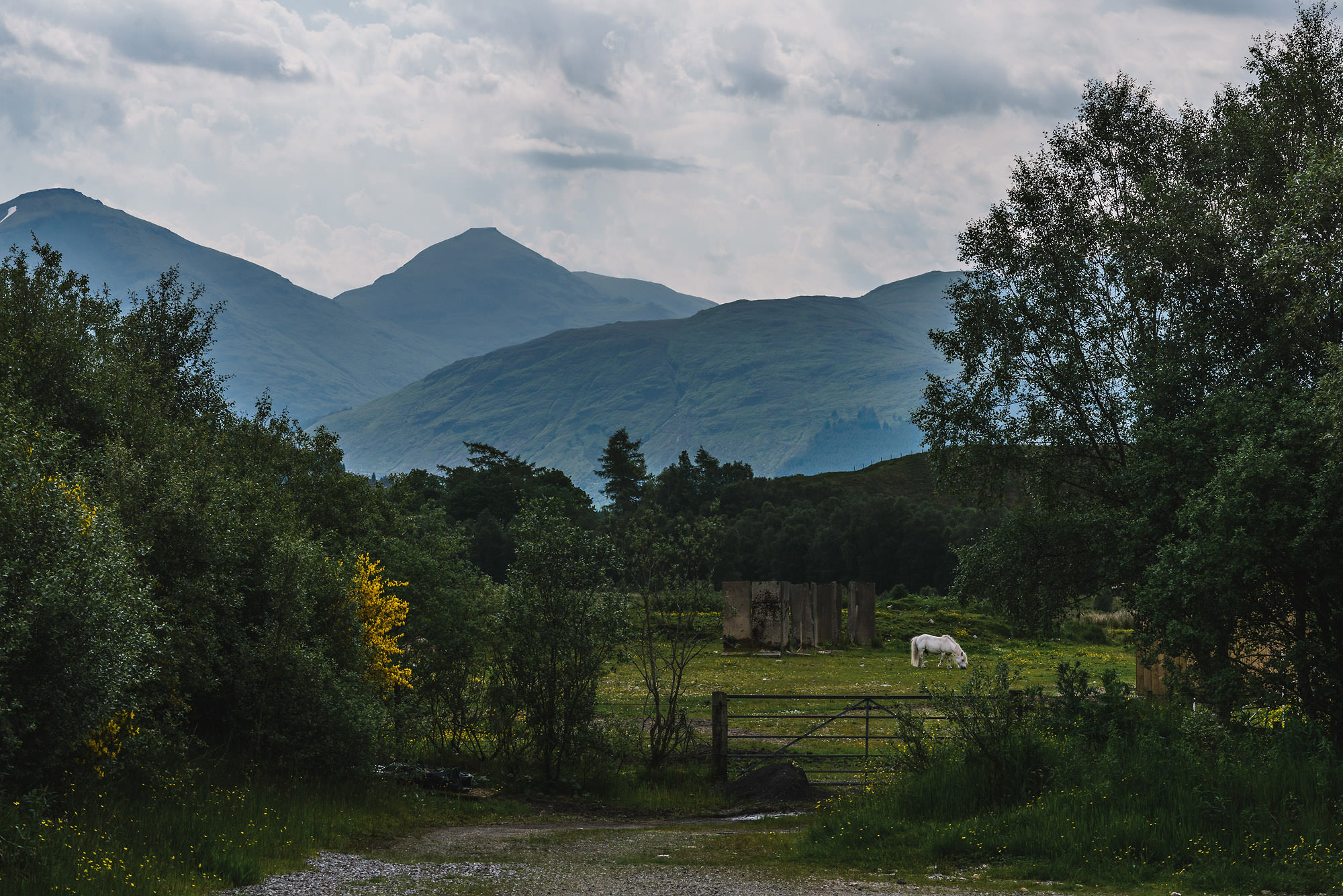 white horse with mountains in background